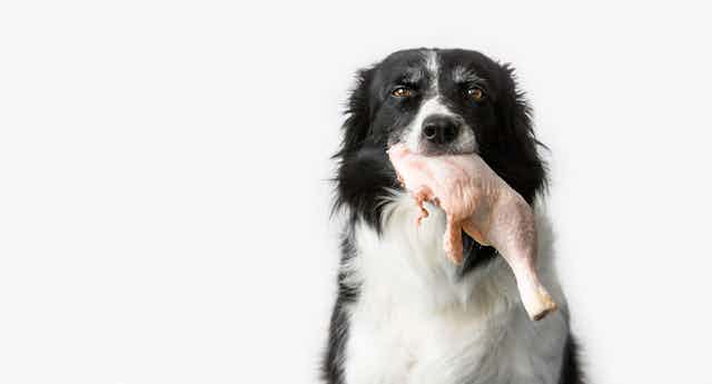 Dog eating raw chicken