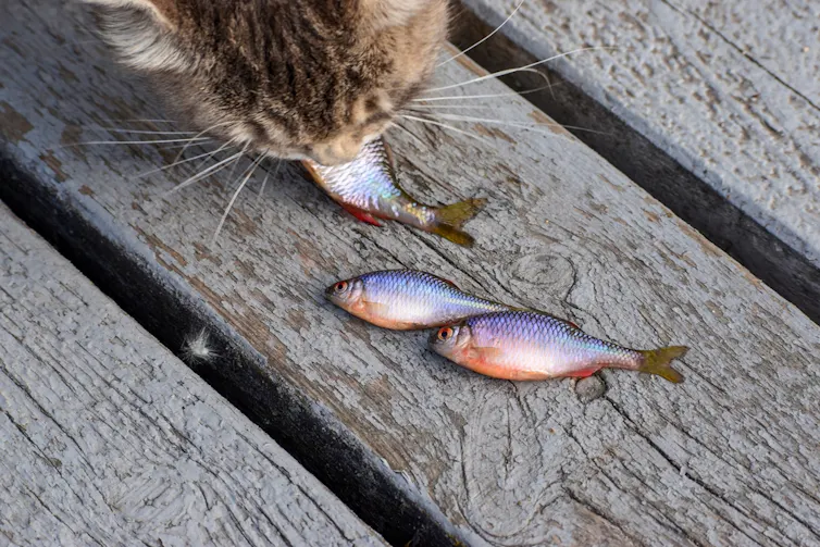 Cat eating raw fish