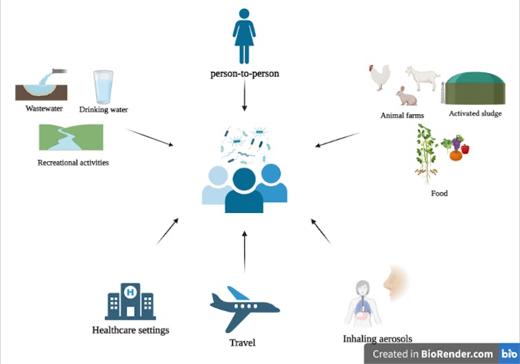 Diagram showing different routes of transfer of antimicrobial resistance genes