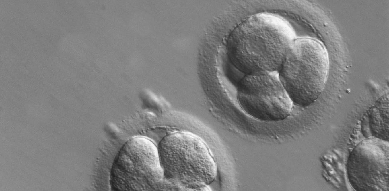 Most human embryos naturally die after conception – restrictive abortion laws fail to take this embryo loss into account