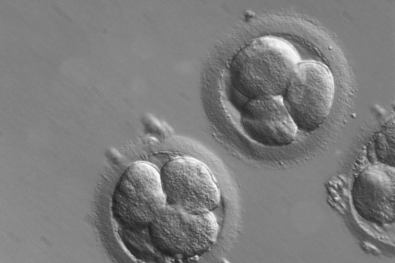 Microscopy photo of early human embryos