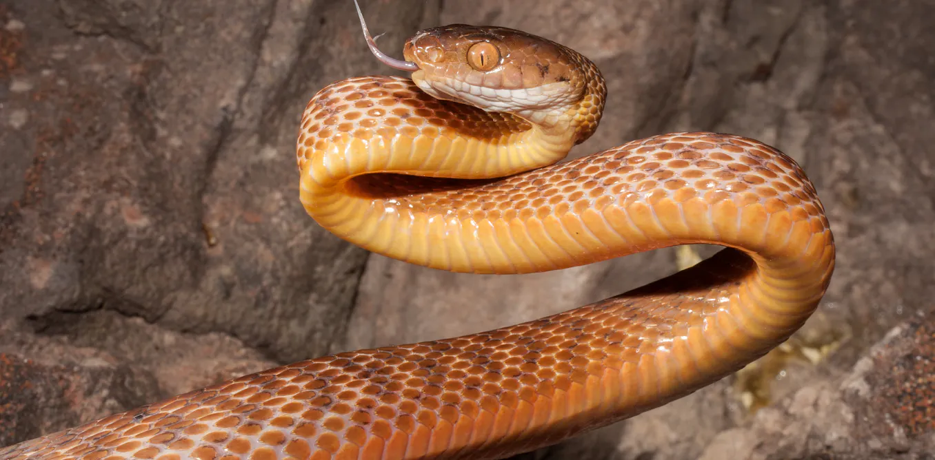 Invasive reptile and amphibian species are causing billions of dollars ...