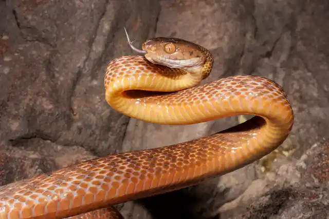 Invasive reptile and amphibian species are causing billions of dollars ...