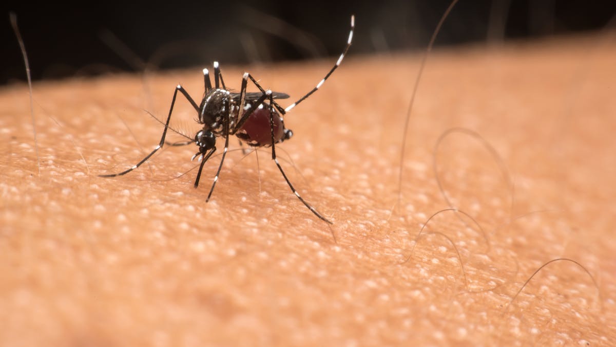 Why are some people mosquito magnets and others unbothered? A medical  entomologist points to metabolism, body odor and mindset