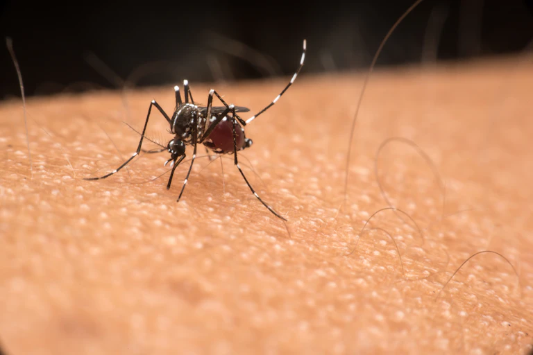 A closeup of a mosquito blood-feeding on human skin