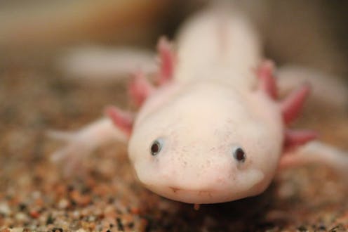 Axolotls can regenerate their brains – these adorable salamanders are helping unlock the mysteries of brain evolution and regeneration