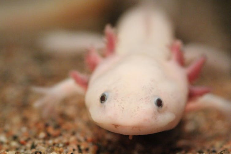 Axolotls can regenerate their brains