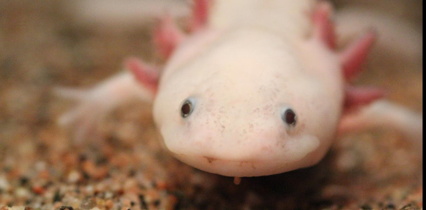 Axolotls can regenerate their brains – these adorable salamanders are helping unlock the mysteries of brain evolution and regeneration