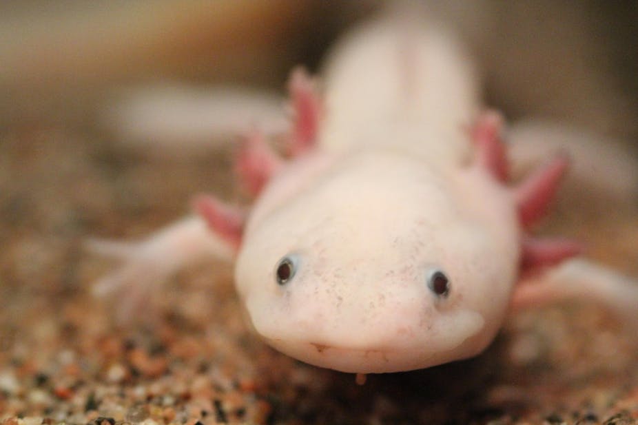 Close-up of axolotl