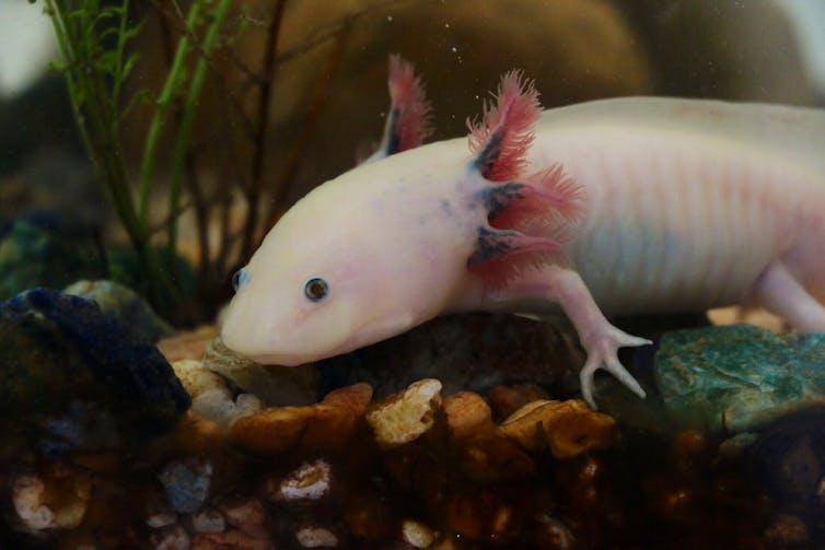 Axolotl in tank