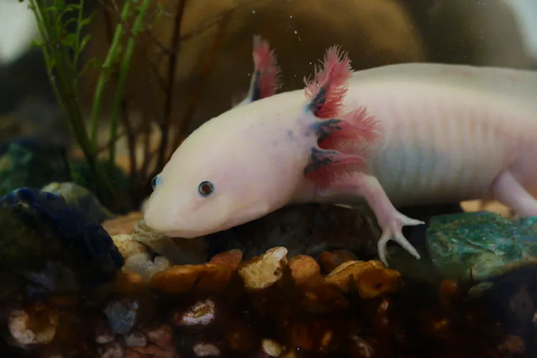 Axolotl in tank