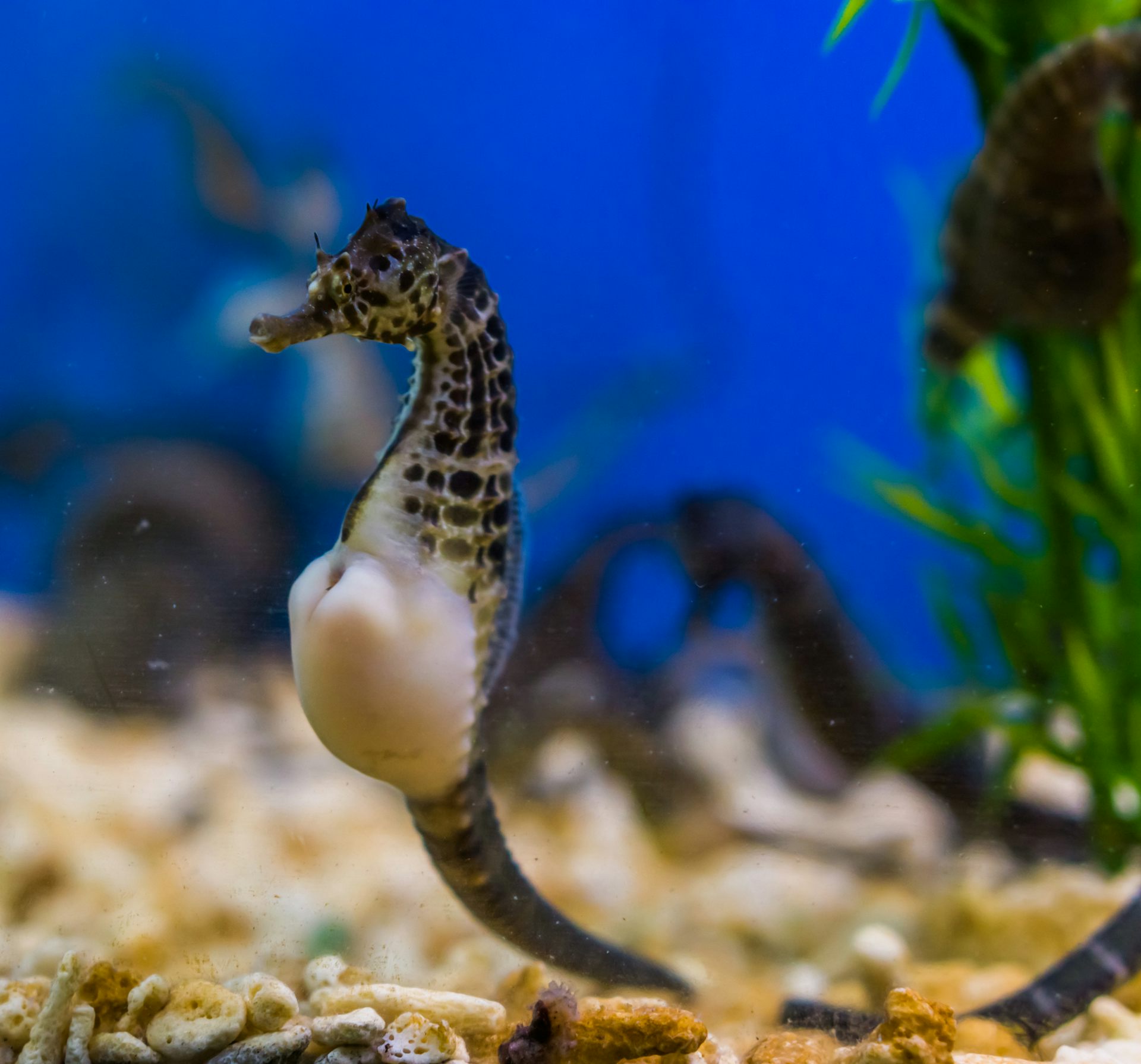 Male seahorses giving birth