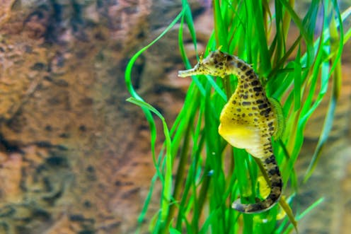 Seahorse fathers give birth in a unique way, new research shows