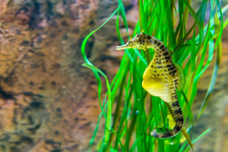 Seahorse fathers give birth in a unique way, new research shows Seahorse fathers give birth in a unique way, new research shows
