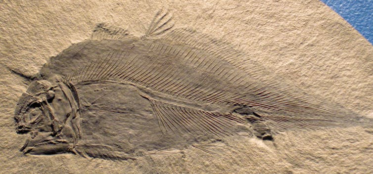 From coelacanths to crinoids: these 9 'living fossils' haven't