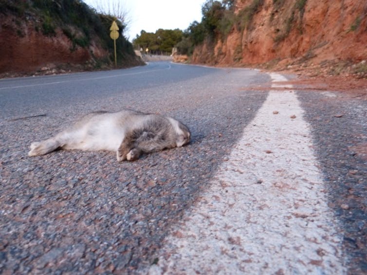 Un conejo atropellado en la calzada.