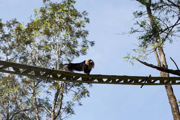 Mono cruzando puente entre árboles.