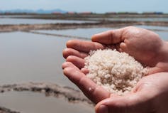 Salt in a person's cupped hands, with evaporation ponds extending into the distance behind.