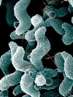 Gros plan sur des bactéries Campylobacter, en tire-bouchon