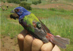 Colorful songbird with a small geolocation tag attached to its back.