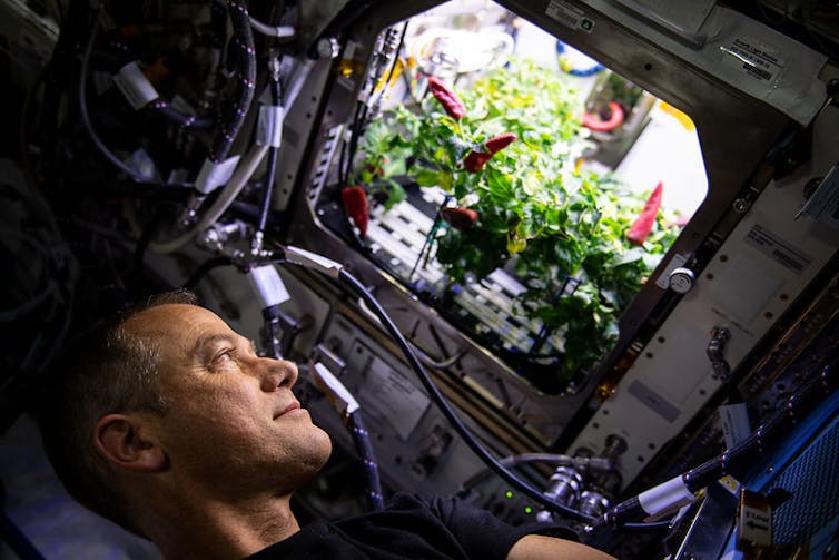 A man looking at bright red chili peppers growing in a rectangular opening in the wall of a space capsule.