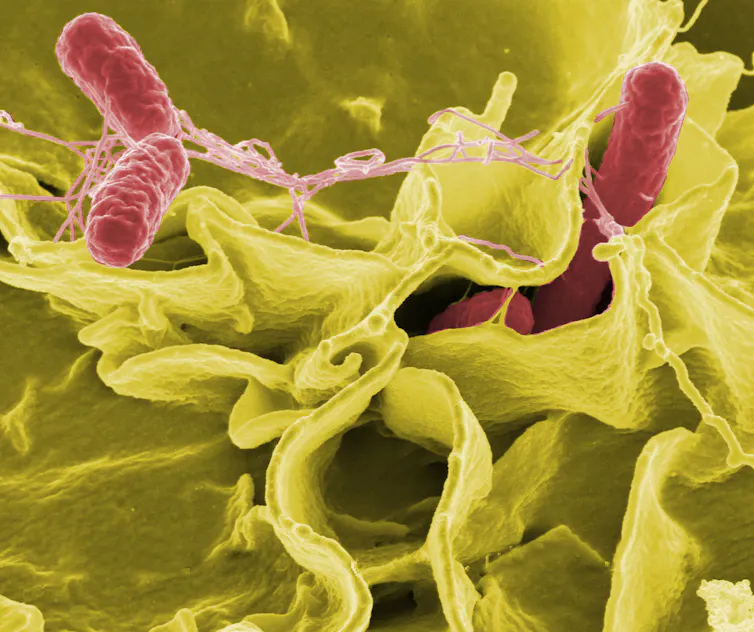 Deux salmonelles dans des cellules humaines