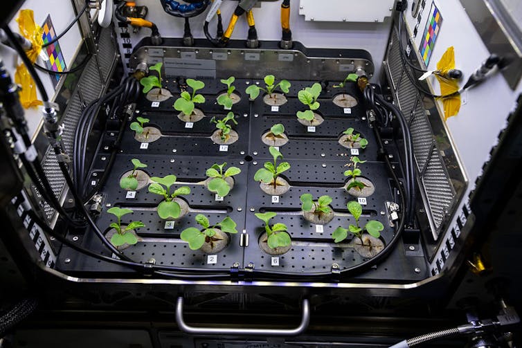 A black tray of small green leafy plants laid out in a regular array.