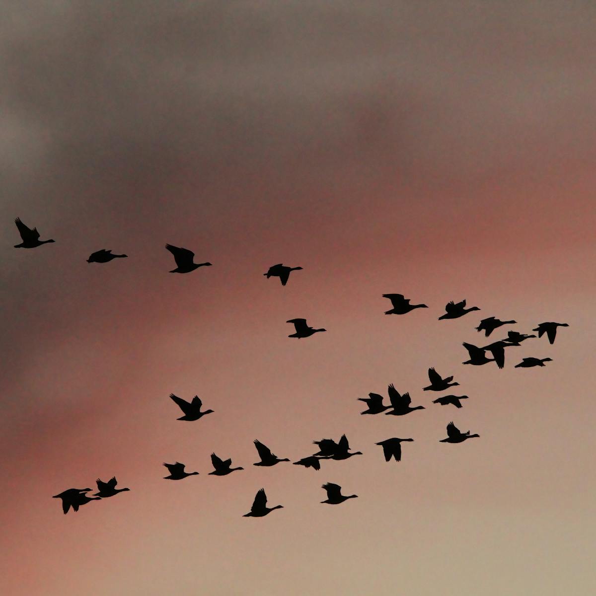 Birds migrate along ancient routes – here are the latest high-tech ...