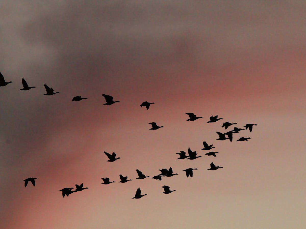 Birds migrate along ancient routes – here are the latest high-tech ...
