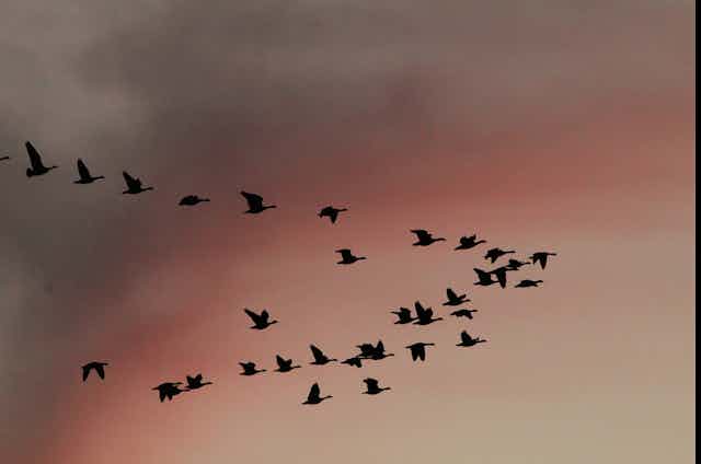 32 birds in flight silhouetted against a sunset