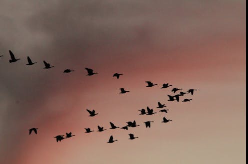 Birds migrate along ancient routes – here are the latest high-tech tools scientists are using to study their amazing journeys