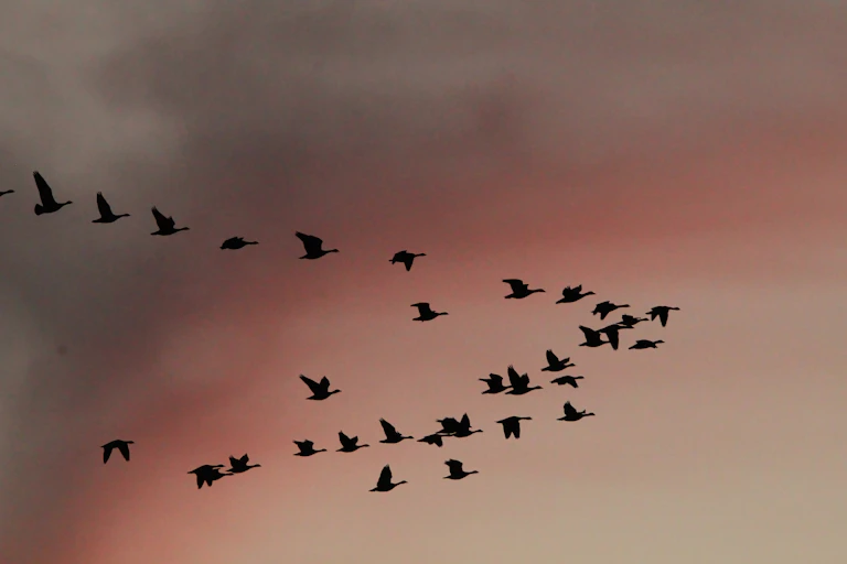 32 birds in flight silhouetted against a sunset