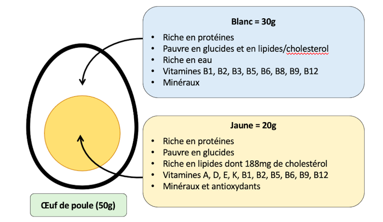 Composition du blanc (protéines, eau, vitamines, minéraux) et jaune (protéines, lipides, vitamines, minéraux, antioxydants)