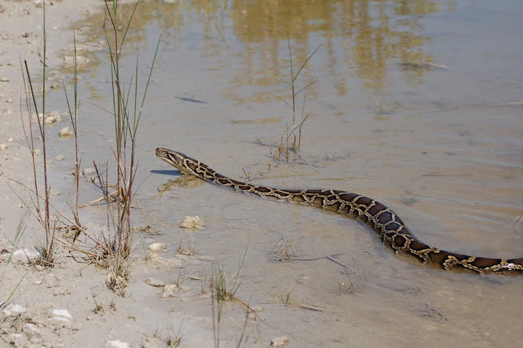 a Burmese python swimming through shallow water