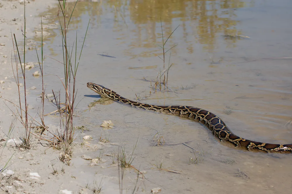 Invasive reptile and amphibian species are causing billions of dollars ...