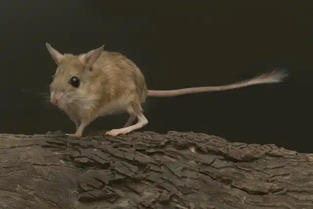 Hop Mouse 'Impressive rafting skills': the 8-million-year old origin story of how ...