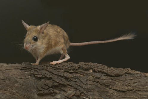 the 8-million-year old origin story of how rodents colonised Australia