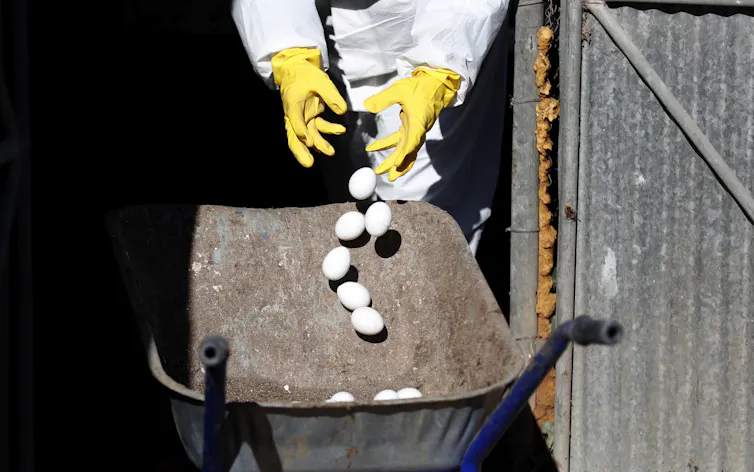 person throwing out eggs.
