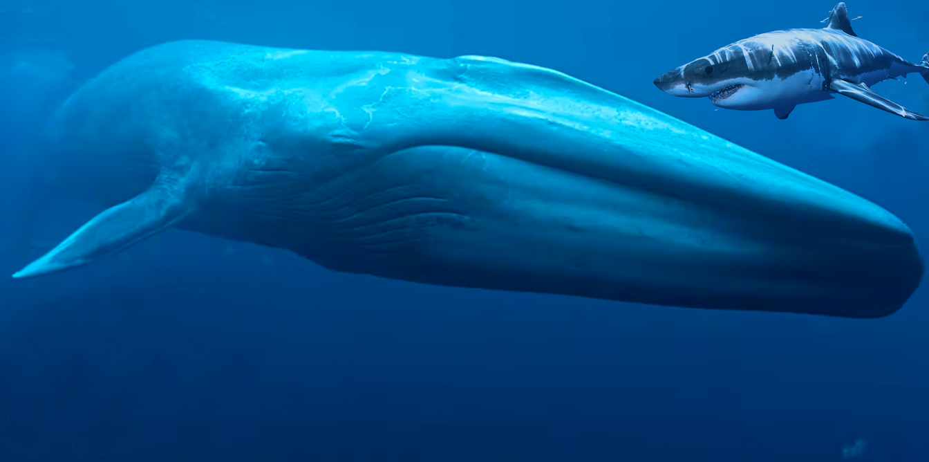 blue whale size comparison to megalodon
