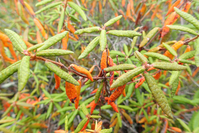 Labrador Tea plant with green and orange leathery leaves