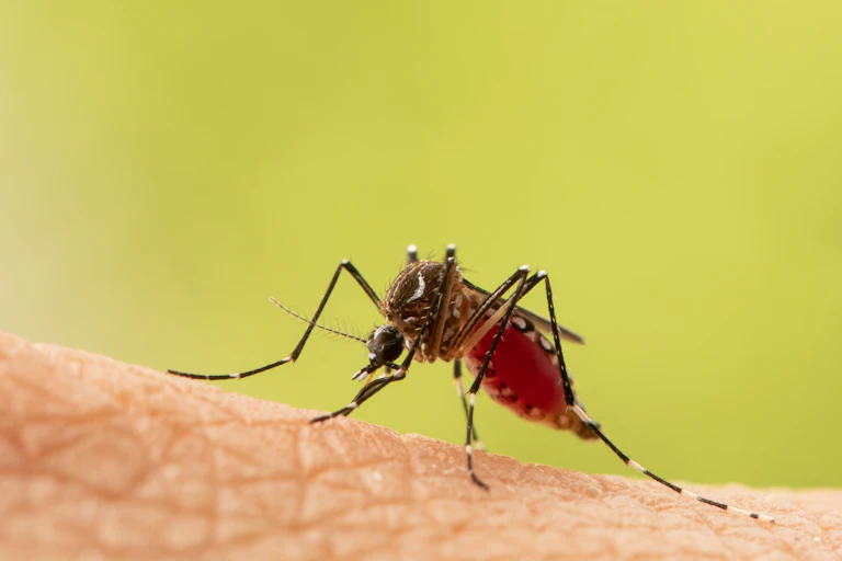 Super macro en gros plan un Moustique aspirant du sang humain