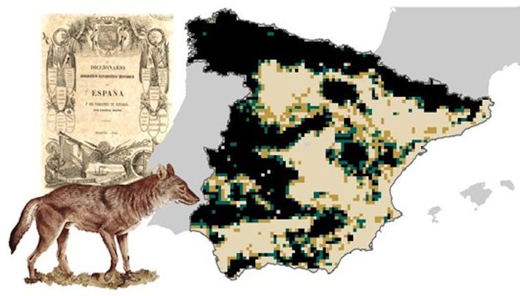 La distribución del lobo en España sigue siendo una sombra de lo que fue en  el siglo XIX