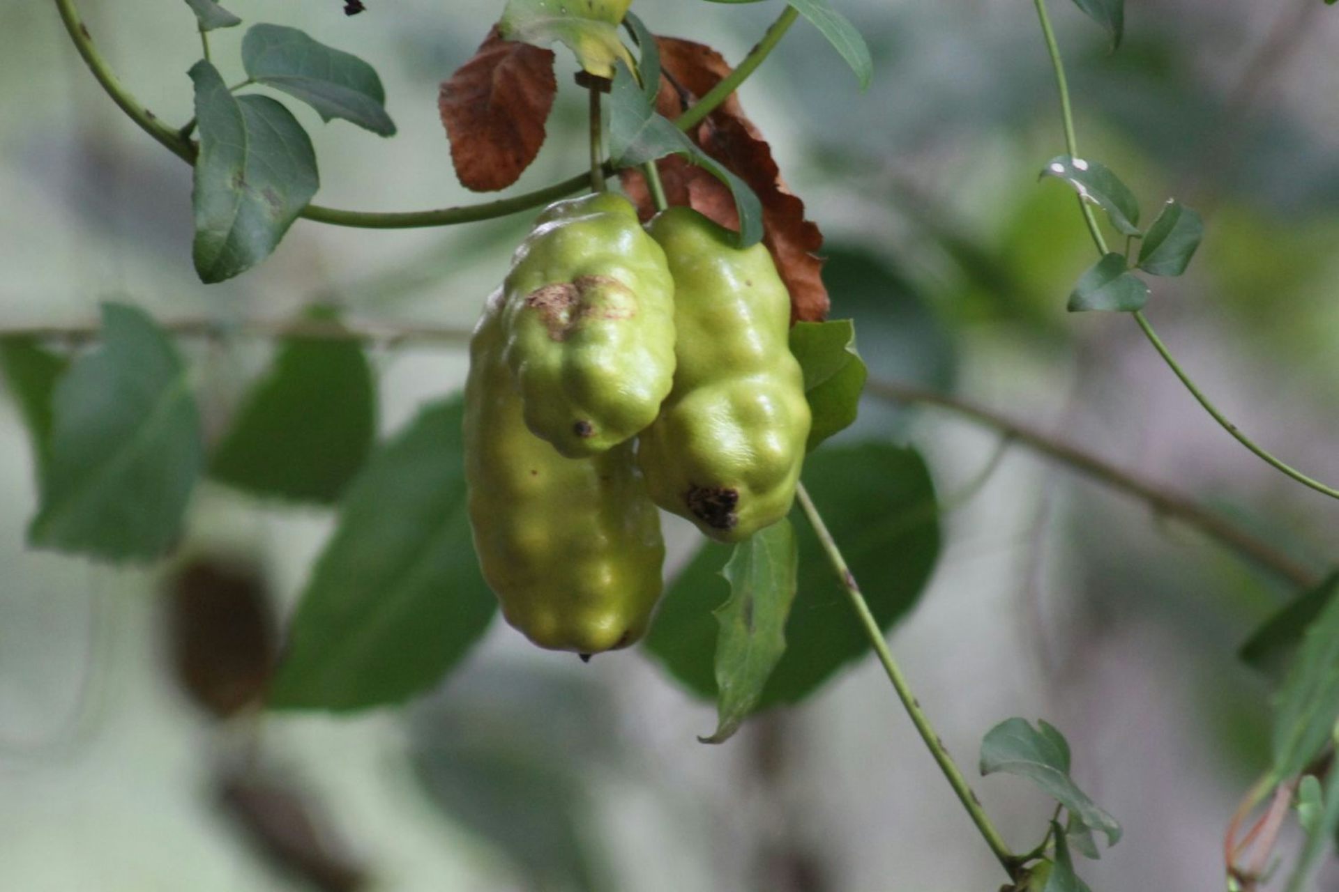 Los animales que dispersaban las semillas de esta extraña liana chilena se  extinguieron, ¿quién lo hace ahora?, image size:1356x668