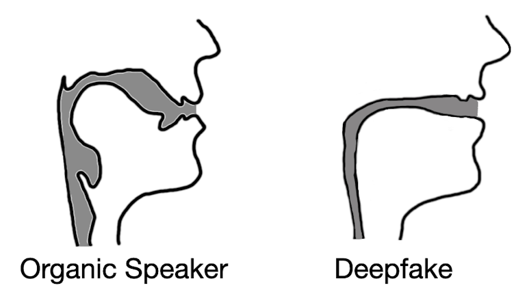 line drawing diagram showing two focal tracts, one wider and more variable than the other