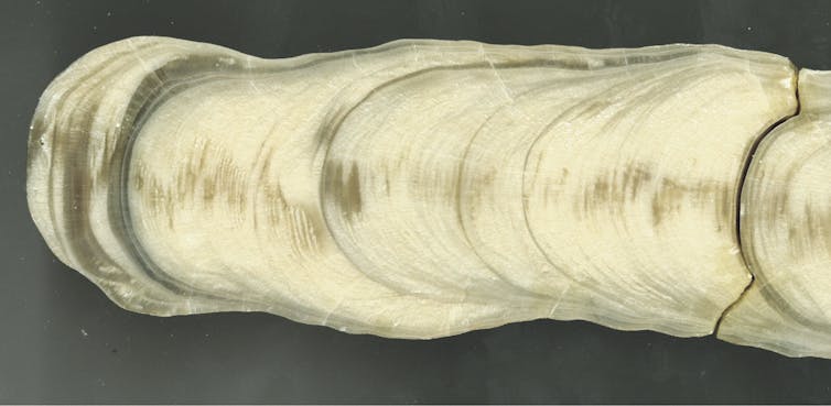 The interior of a stalagmite when sliced vertically shows its growth rings.