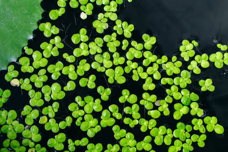 Specks of round green leaves on a dark background