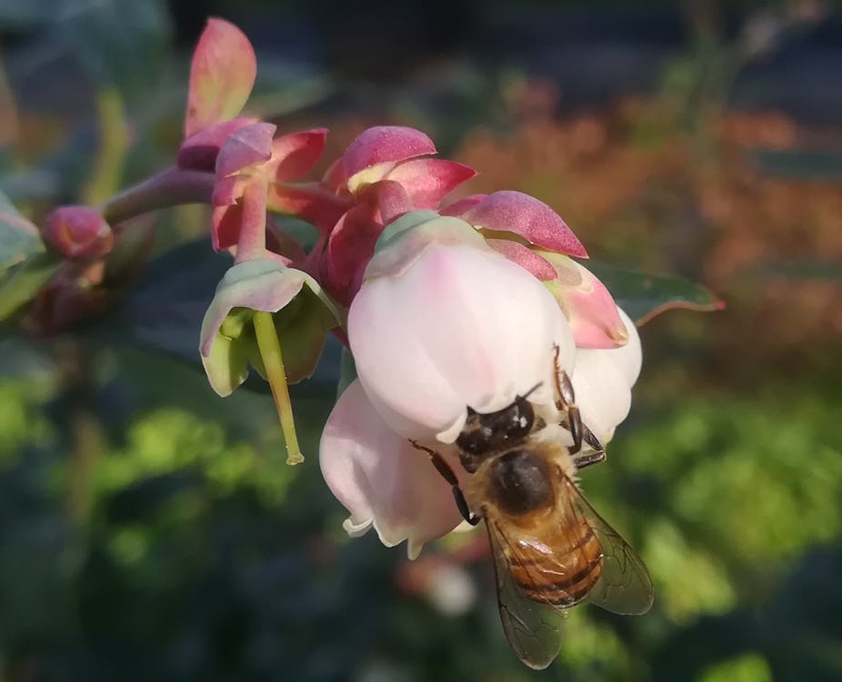 A close-up of a large bee on a pink flower