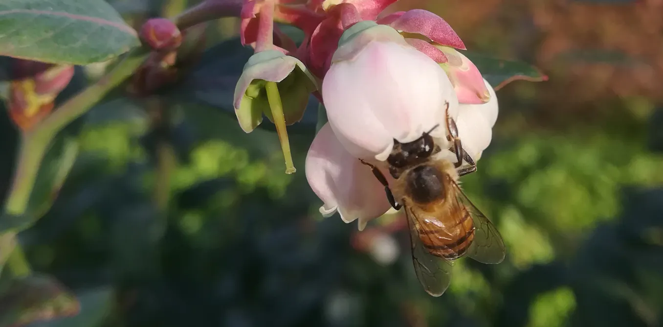 Native African Pollinators Blueberries and their pollinators aren’t native to South Africa but ...