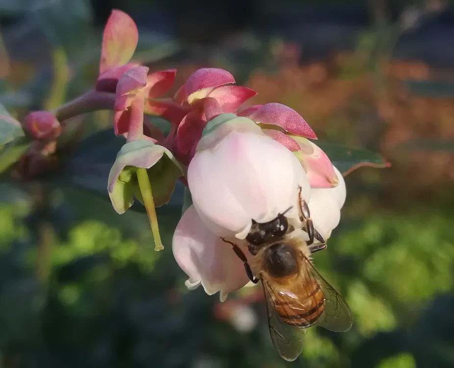 Cg Bees Blueberries and their pollinators aren’t native to South Africa but ...