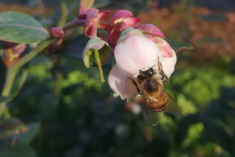 A close-up of a large bee on a pink flower